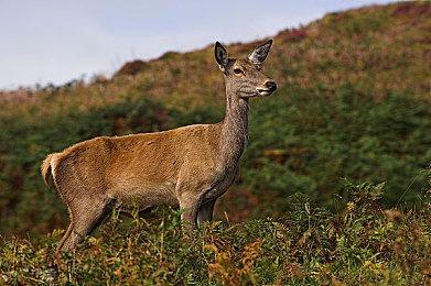 虚拟形象制作游戏《gogh：虚拟形象与专注》宣布4月30日发售 支持中文